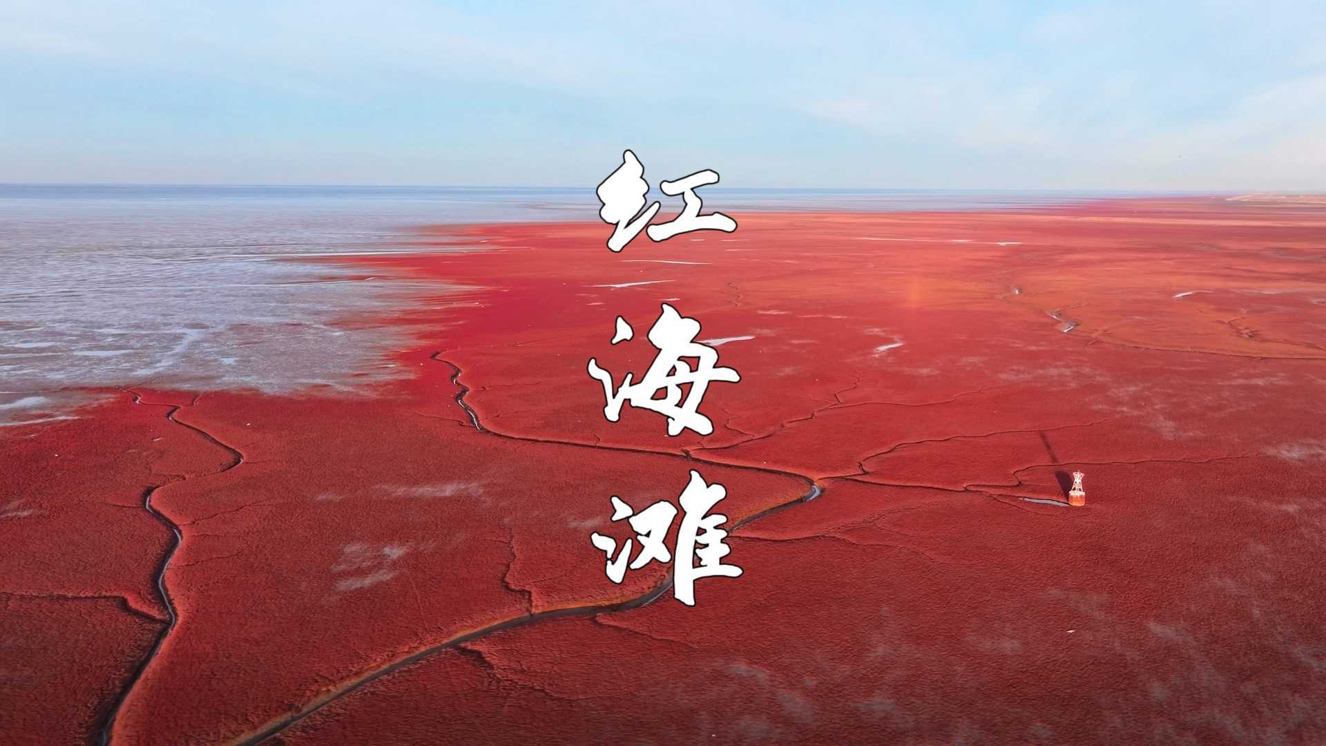 【红海滩】在中国海岸线最北端，看世界最大的红海滩