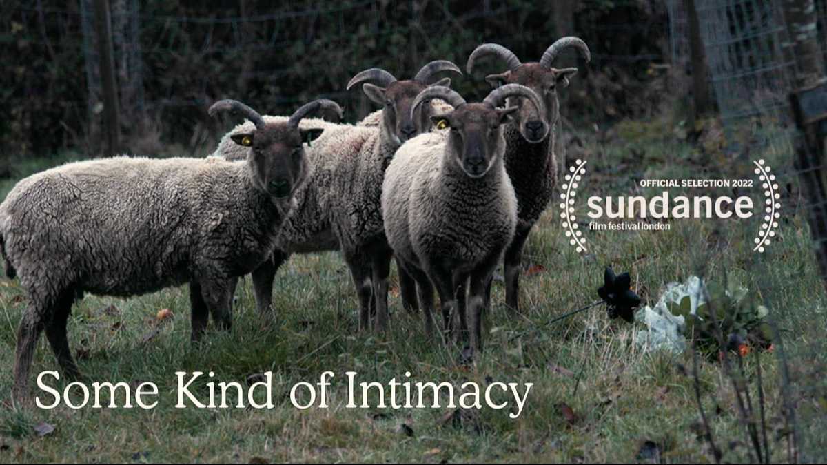 多奖项纪录短片《 与羊群的某种亲密关系》