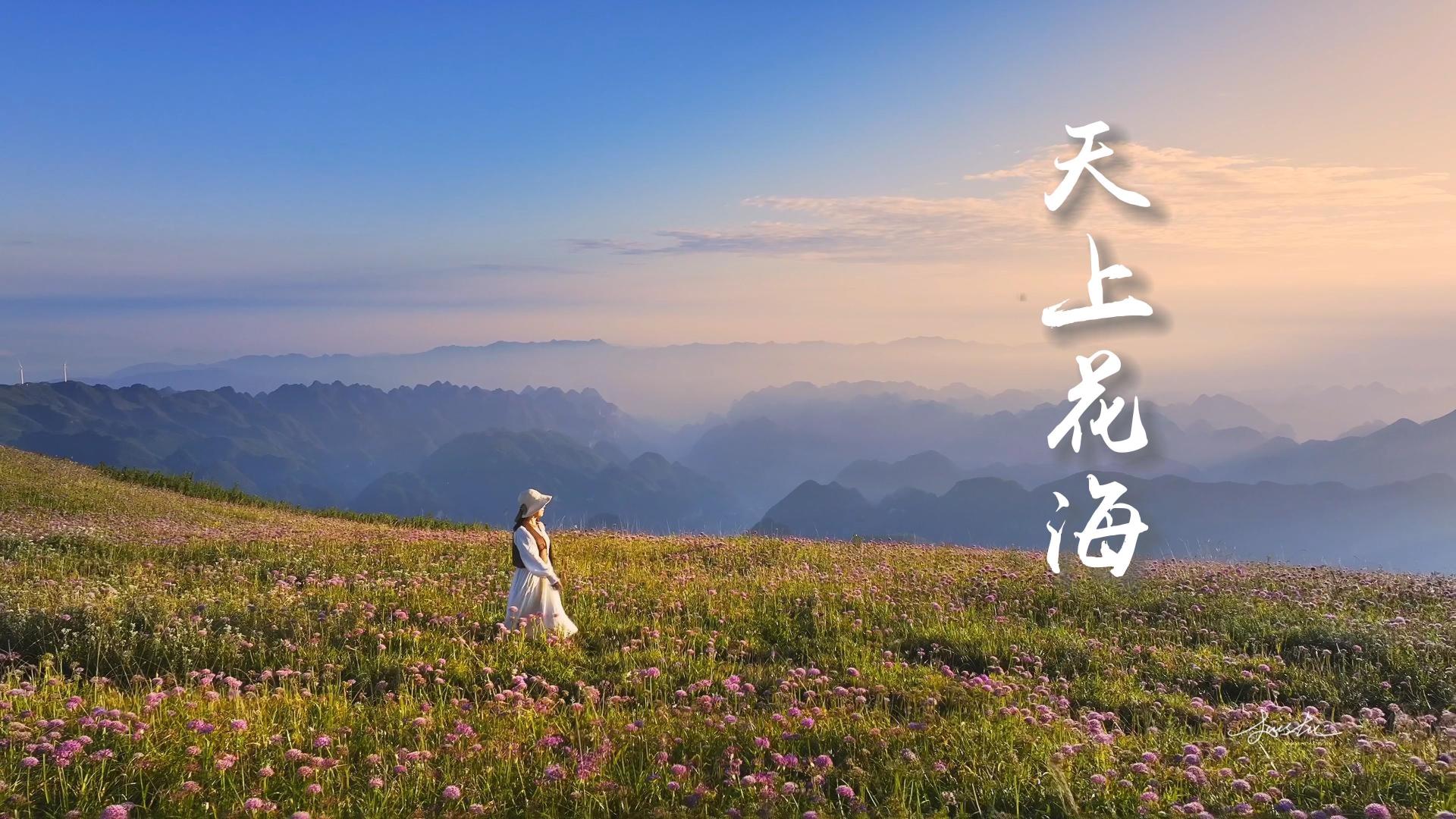 云上贵州,天上花海-贵州毕节阿西里西韭菜坪旅拍视频