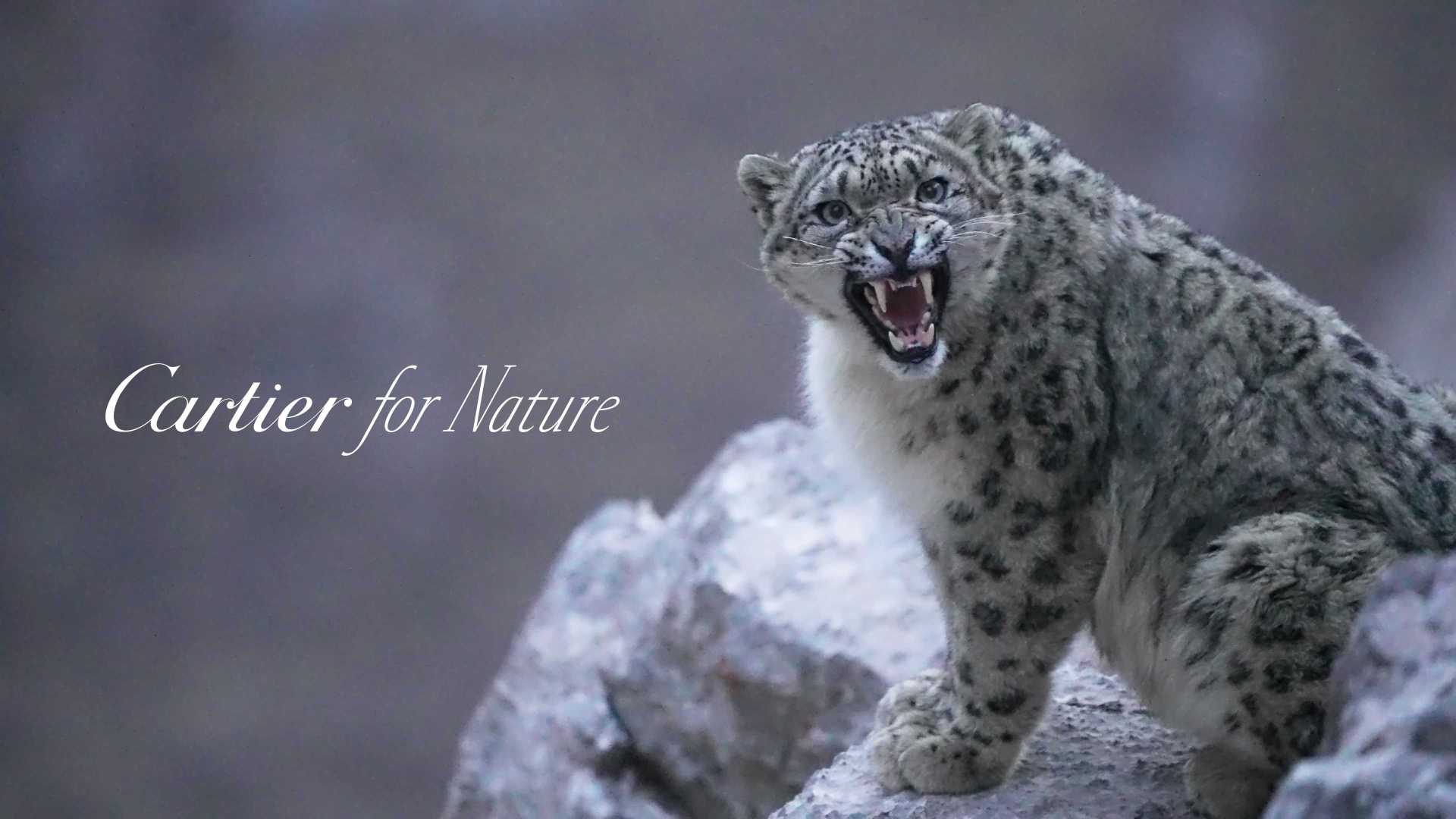 卡地亚自然保护项目-雪豹纪录片