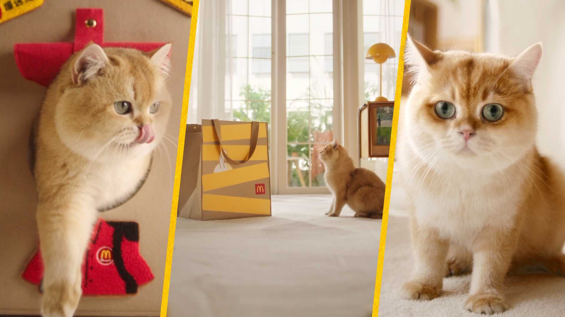 猫咪创意开箱视频 | 麦当劳猫窝又来了