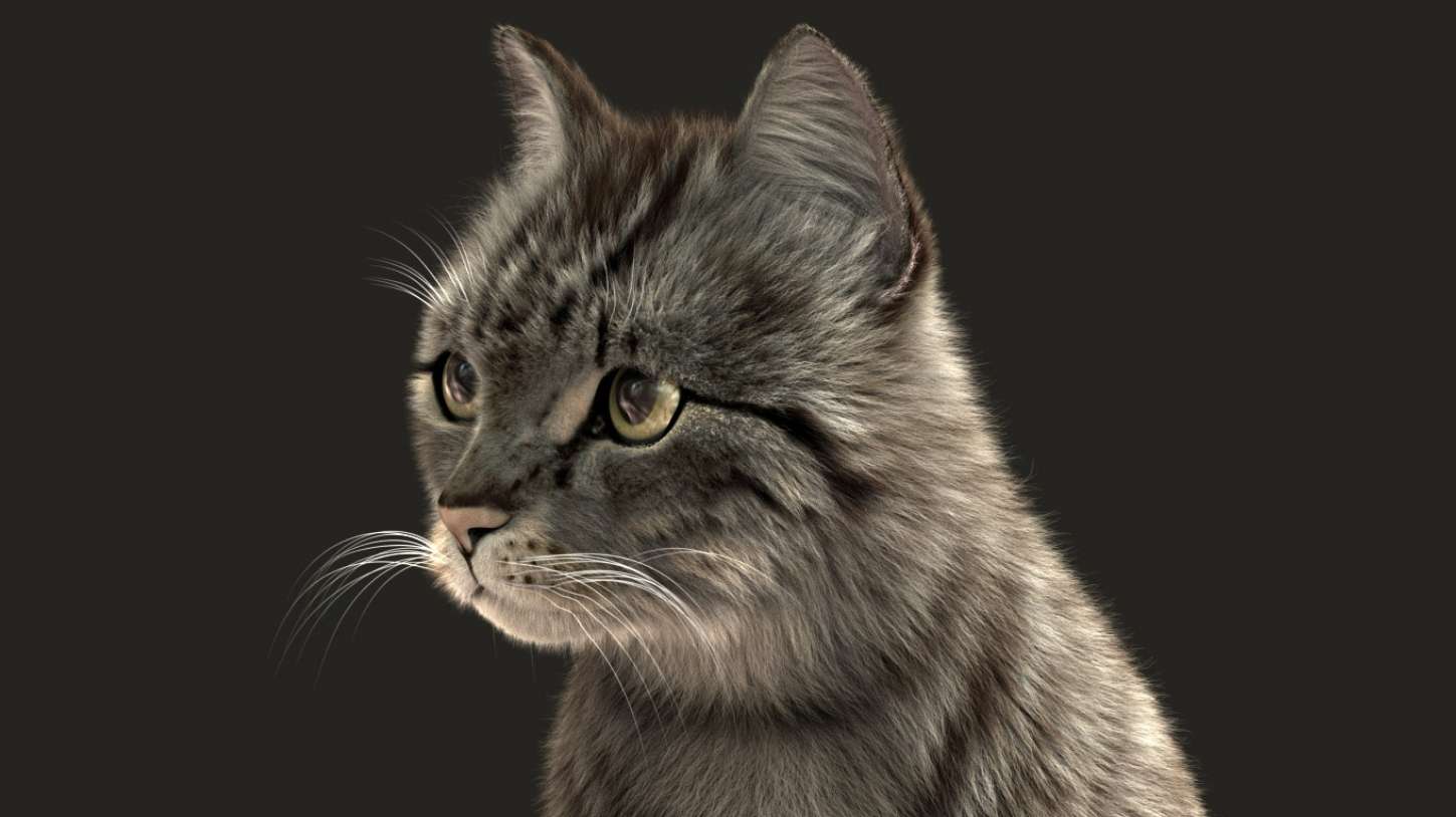 超写实影视动物角色——小猫咪，喜欢猫咪的看一看，像吗？