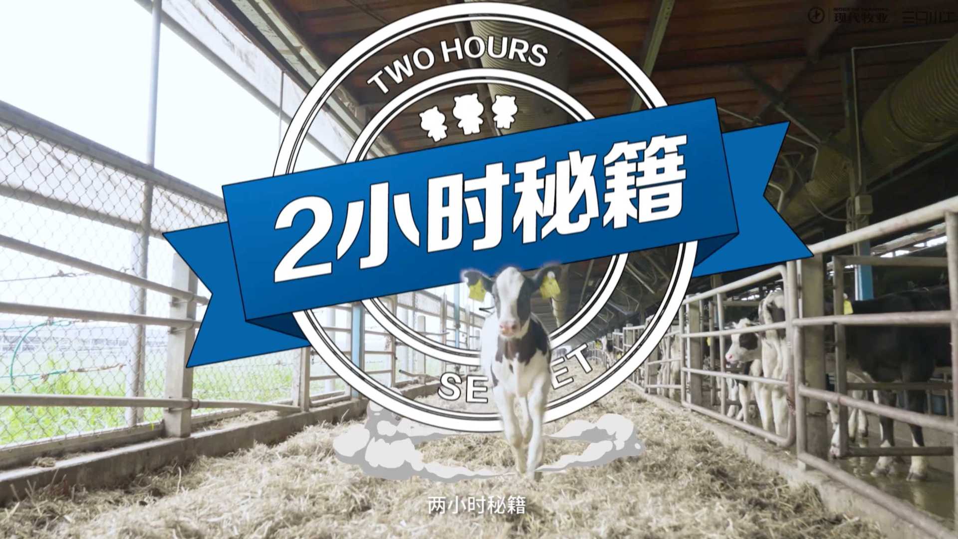 三只小牛 溯源视频2小时秘籍