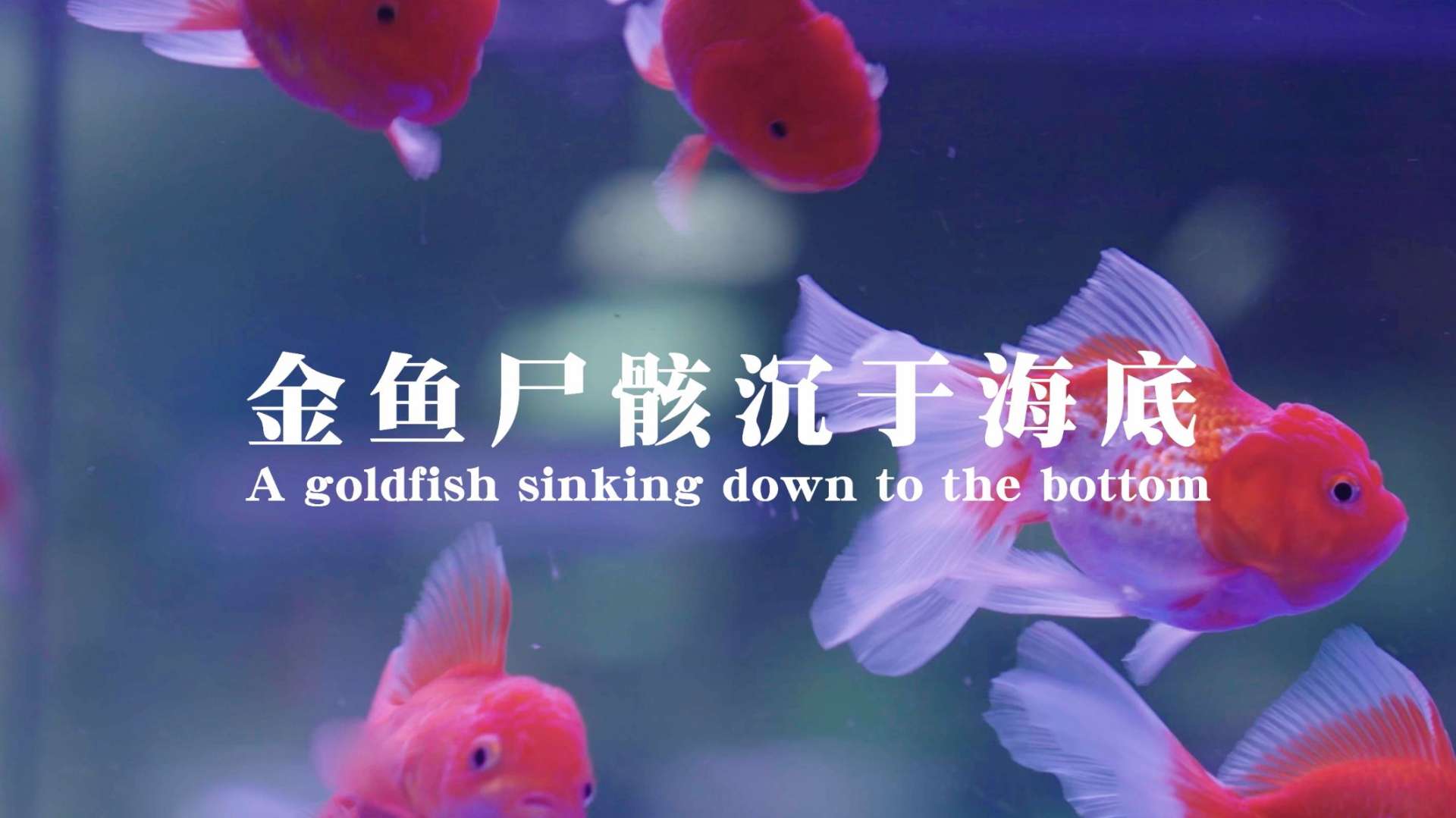 剧情短片《金鱼尸骸沉于海底》(A Sinking Goldfish)