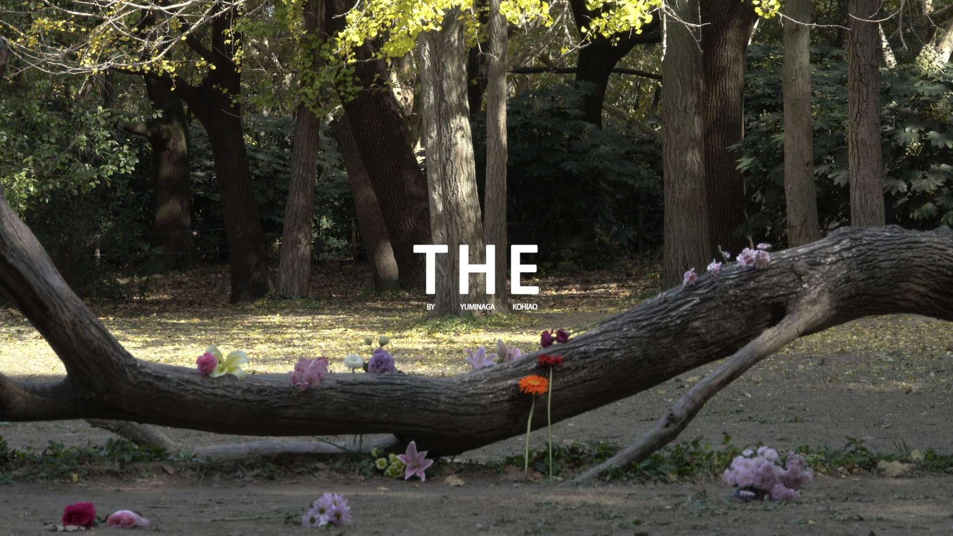 舞蹈影像《Blossom》，创作短片