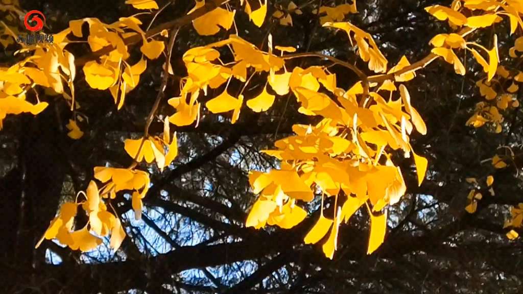 苏州古城区道前街 最美景色打卡银杏树