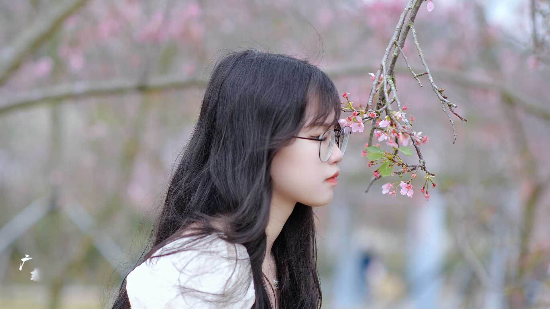 粤西最美樱花季Vlog 春天里零距离在廉江赏樱花