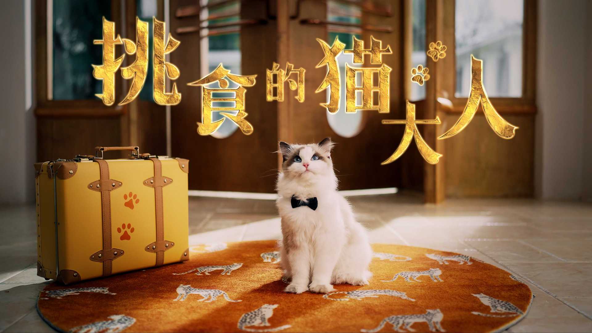 宠物产品广告「挑食的猫大人」| 猫粮猫罐头