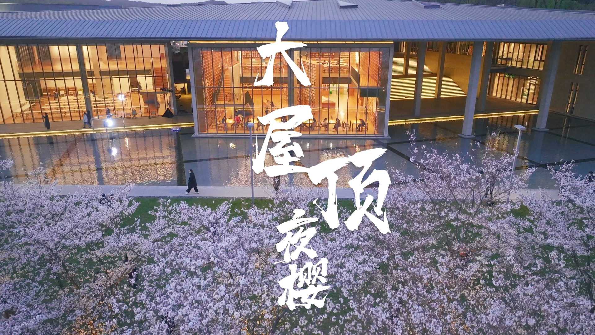 杭州夜樱天花板，建筑和樱花完美融合