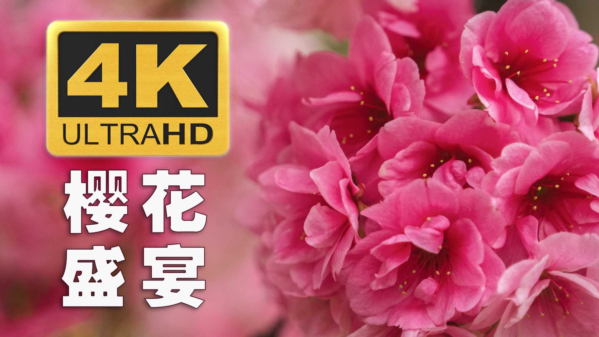 【4K高清】沉浸式享用云南的樱花盛宴！