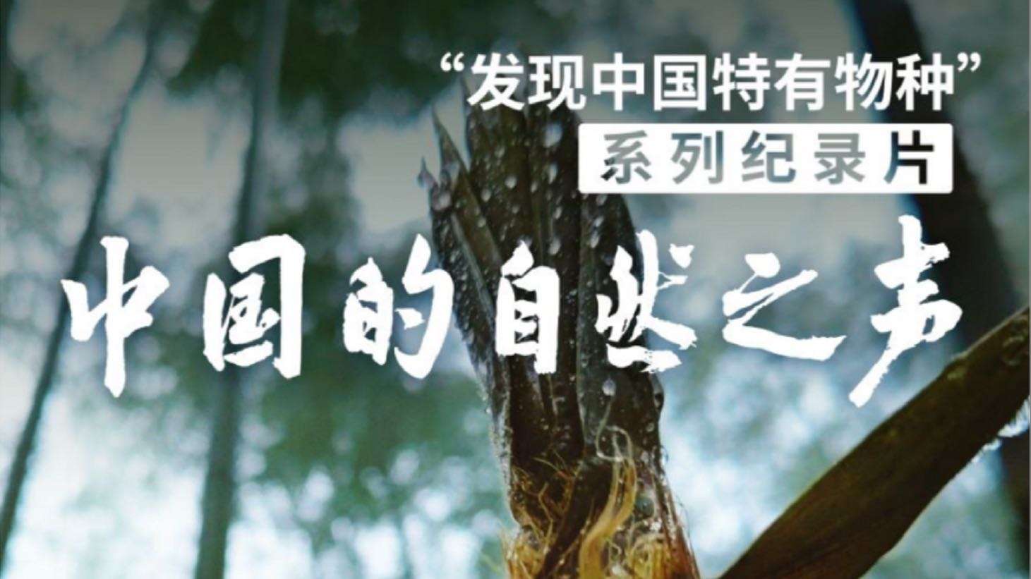 《中国的自然之声-竹之声》 手机拍摄自然类纪录片