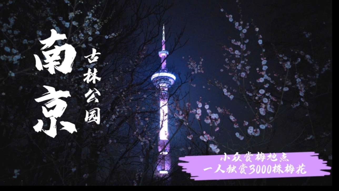 南京古林公园赏夜梅