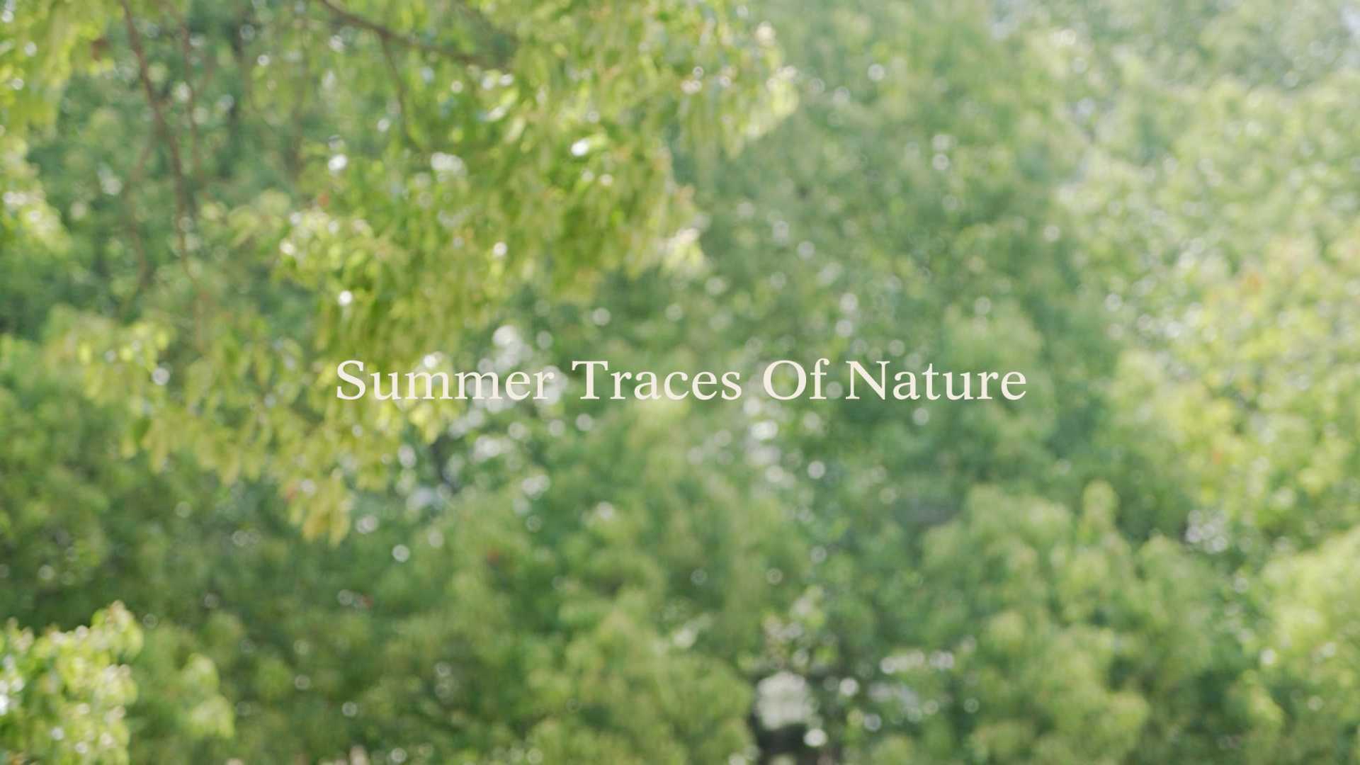 summer Traces of Nature