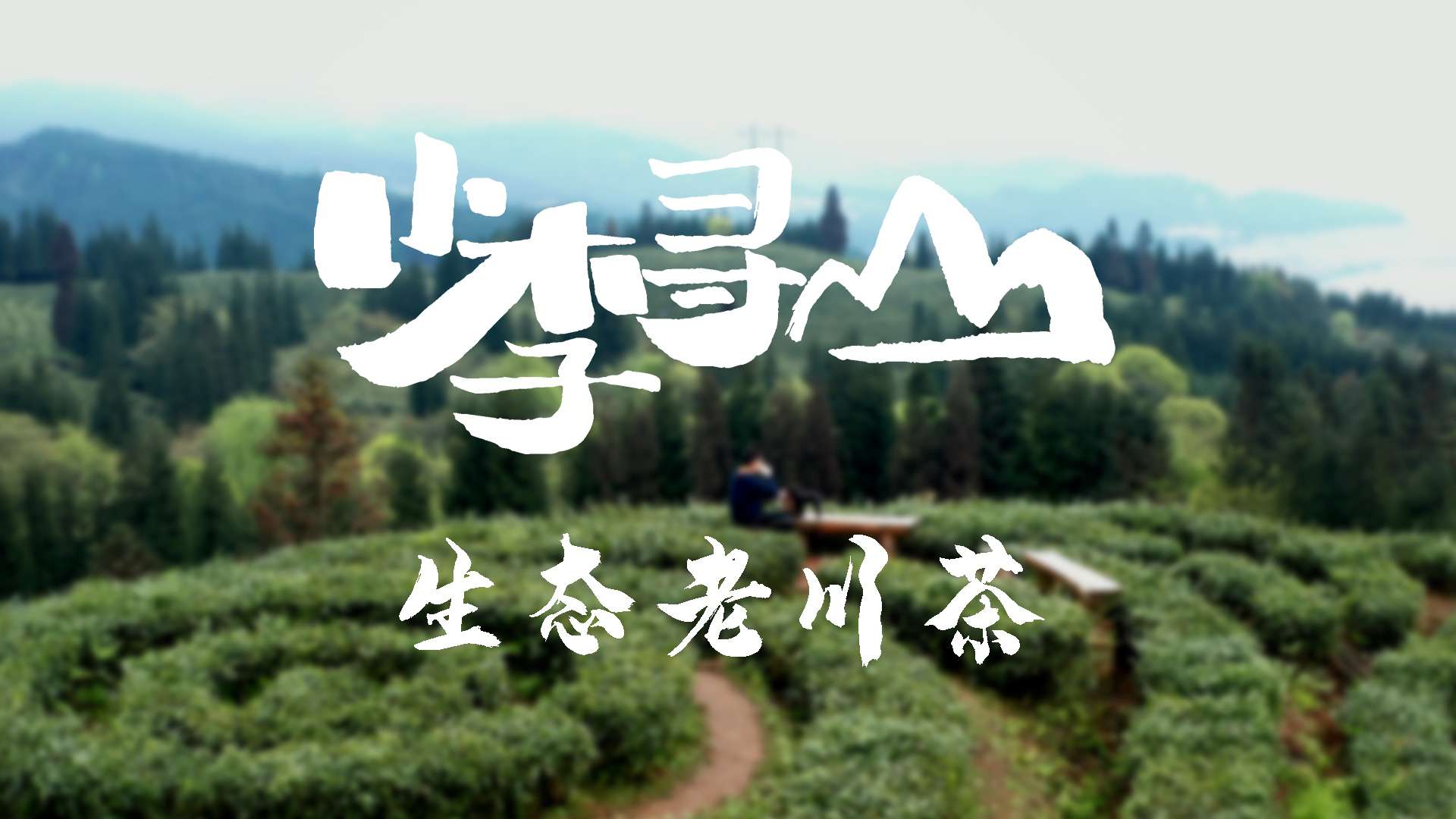 小李寻山——生态老川茶