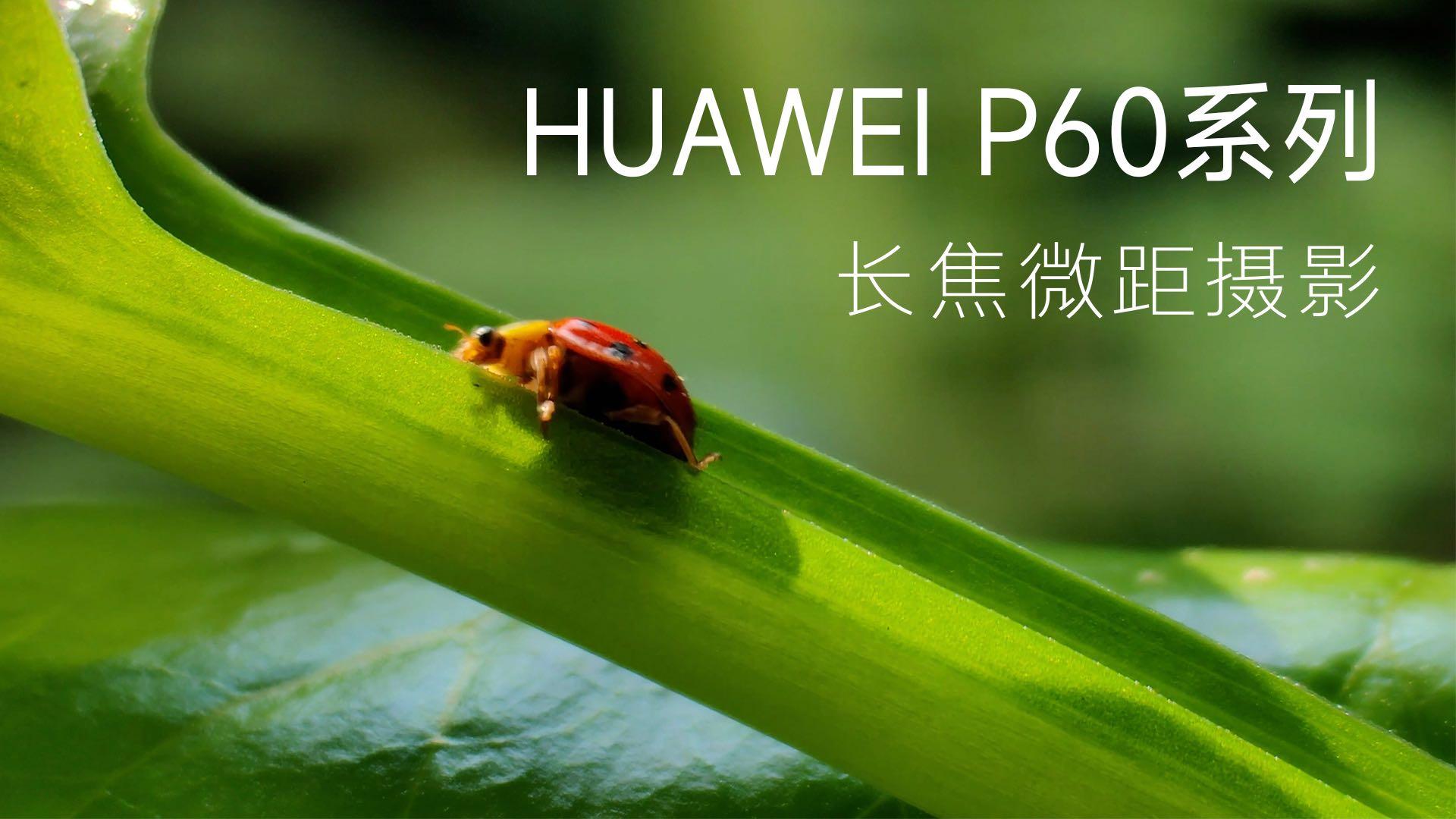 HUAWEI P60 系列长焦微距摄影