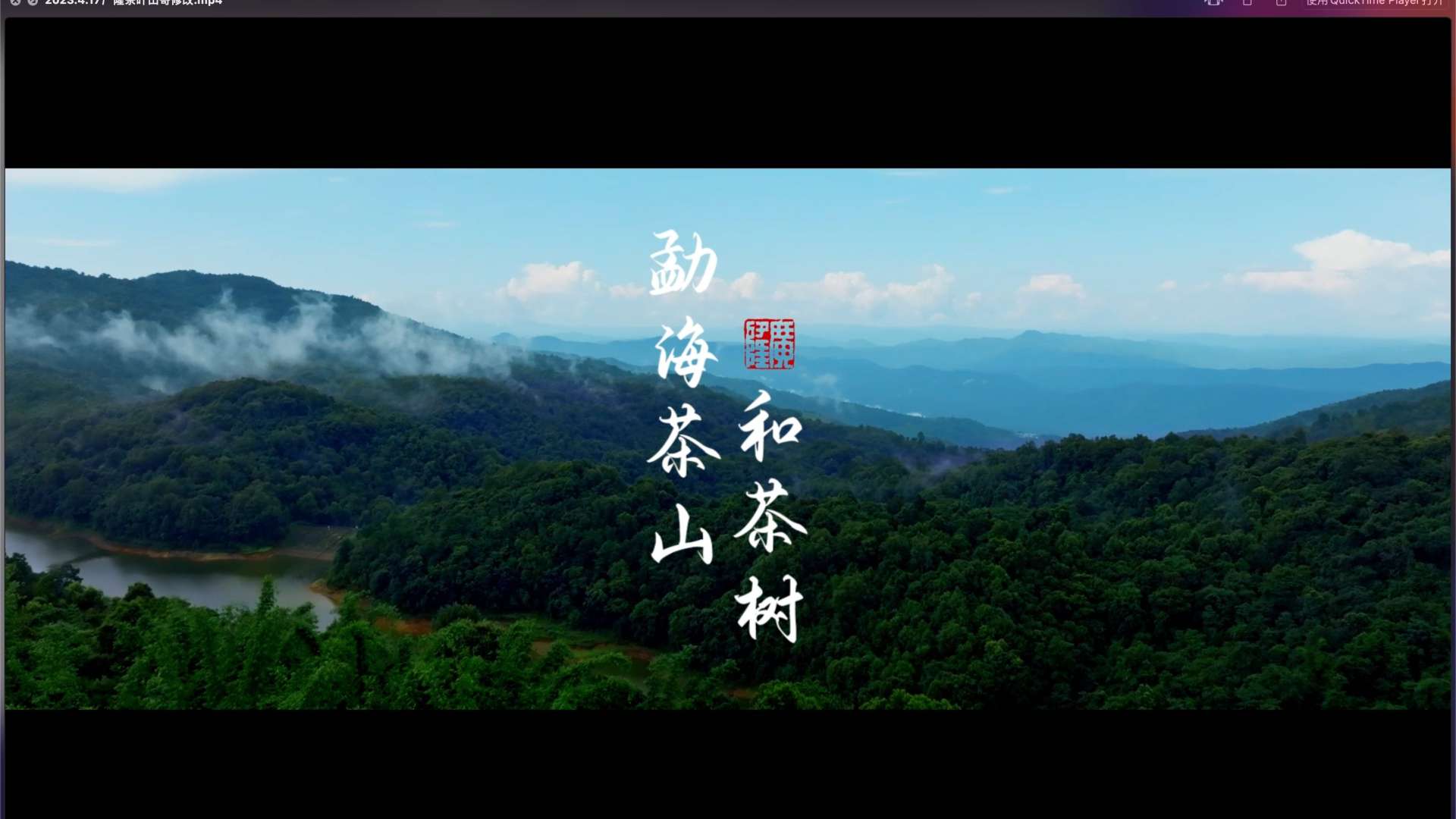 广隆茶业｜短视频系列之《勐海茶山与茶树》