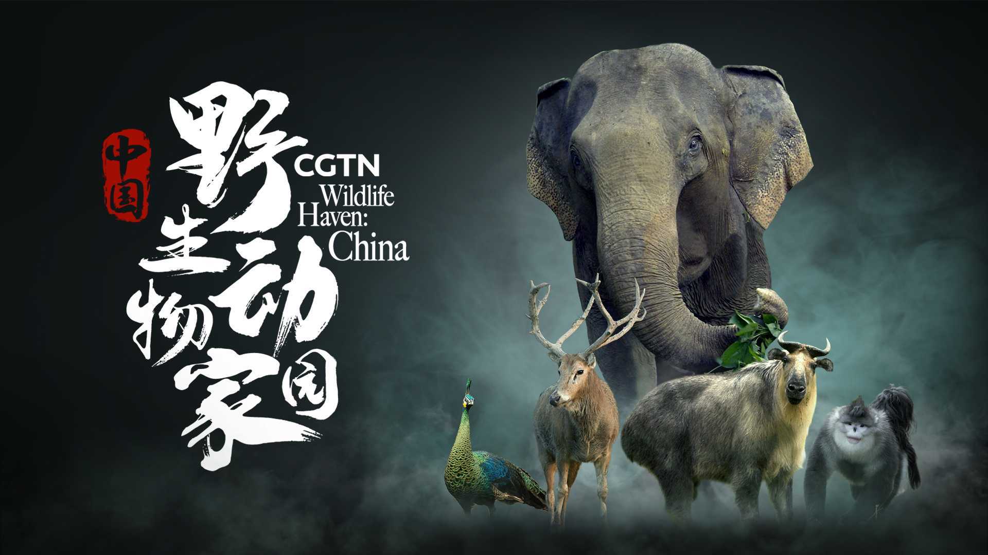 Wildlife Haven: China