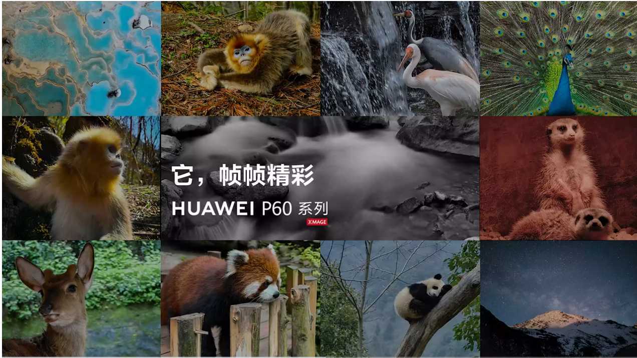 男507号老师配音作品 国际珍稀动物保护日 与#华为P60系列一起走四川，用影像