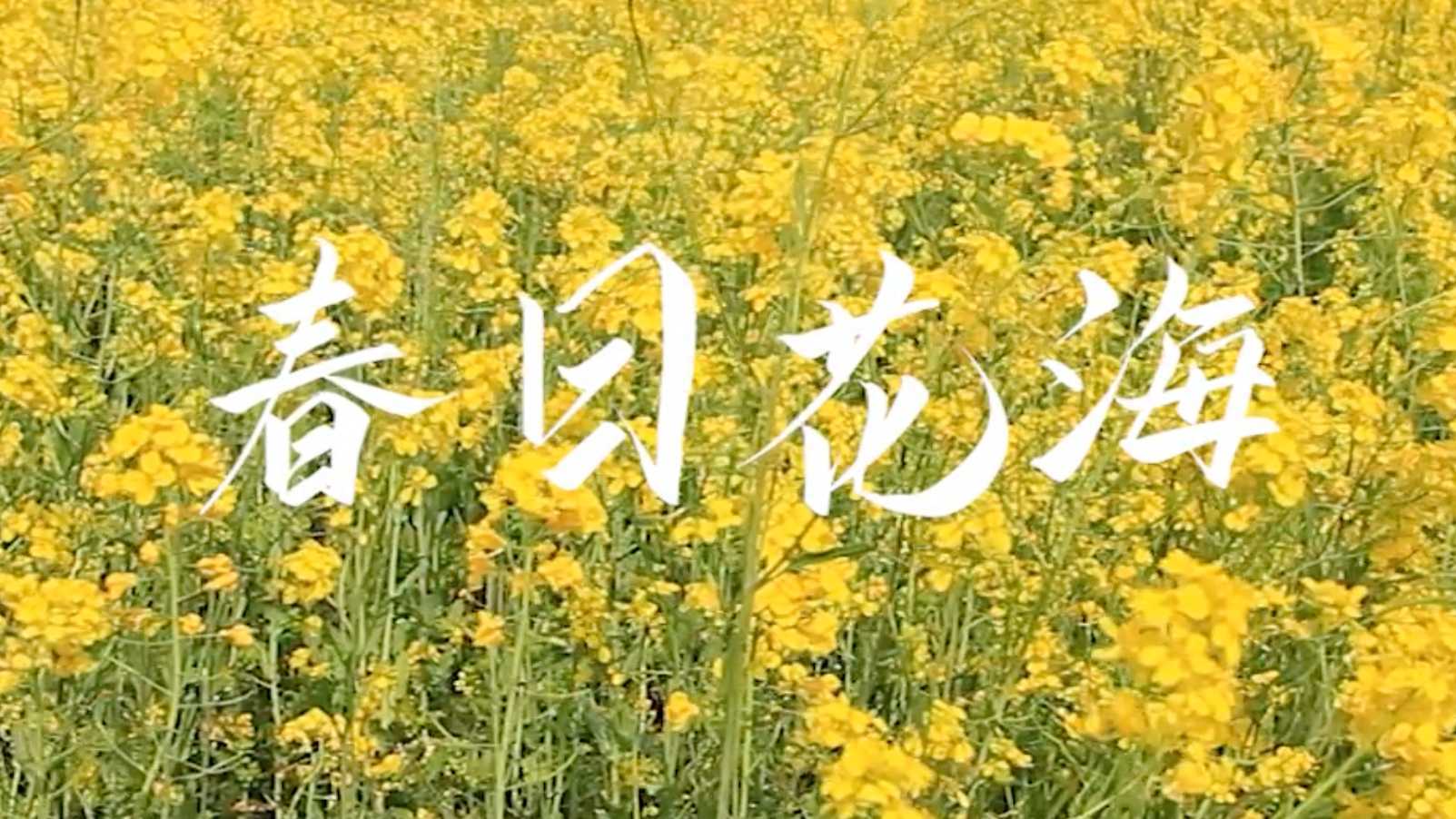 春日花海-油菜花