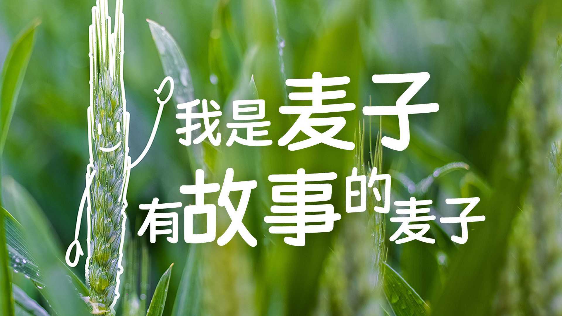 只有河南戏剧幻城创意视频｜我是麦子，有故事的麦子。
