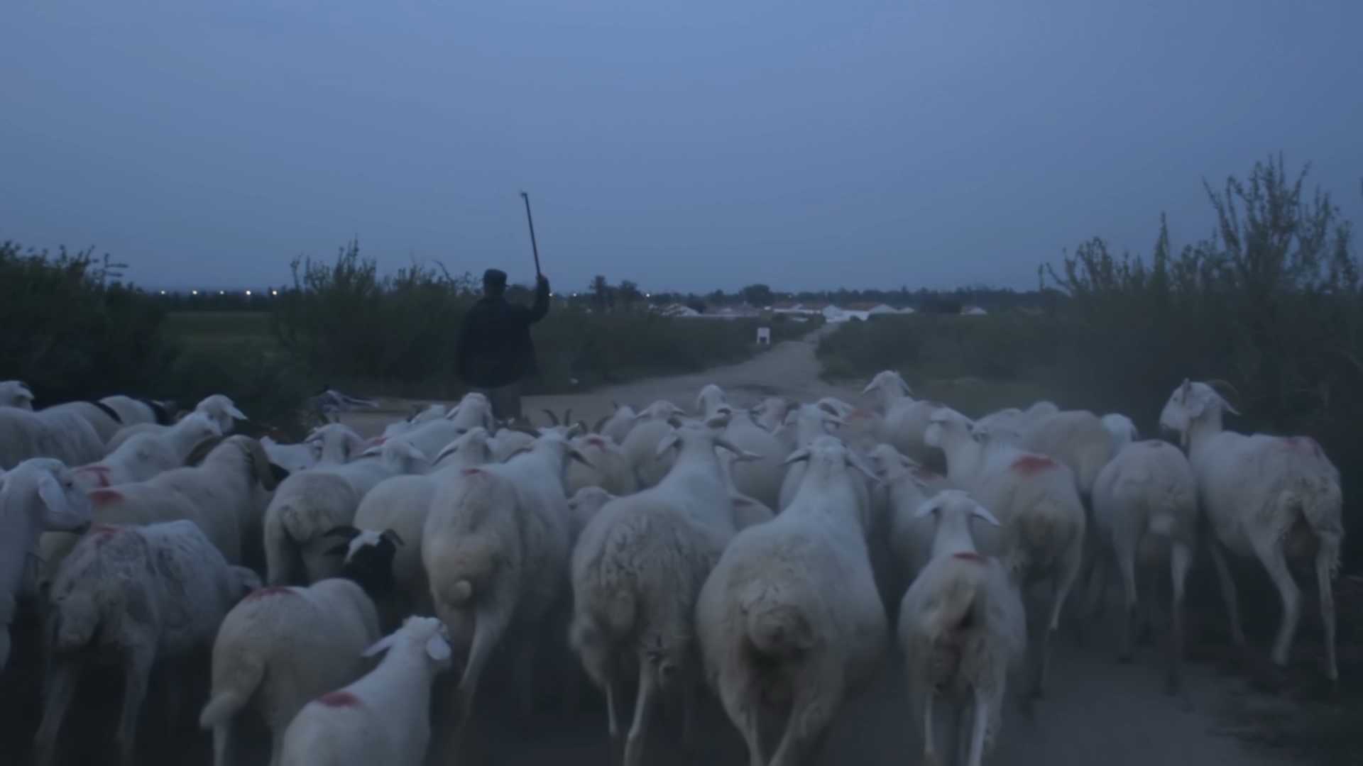 先锋纪录片|《牲》：被嫌弃的羊的一生