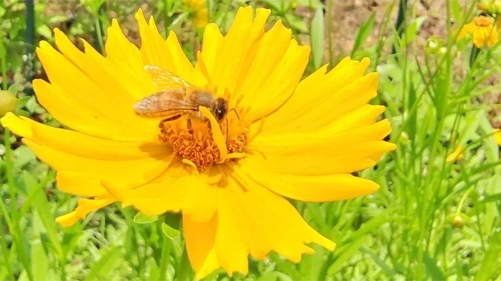 吉安赏花：金鸡菊上蜜蜂忙