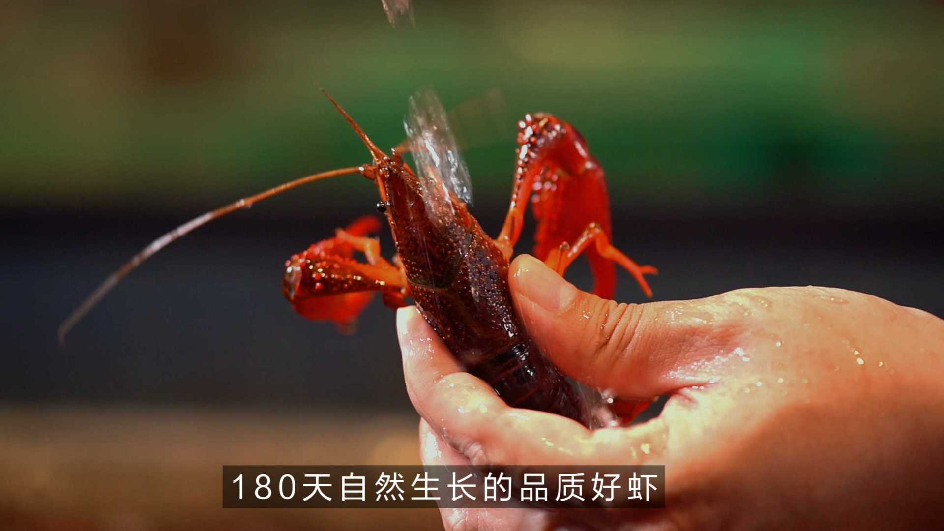 七鲜麻辣小龙虾宣传视频