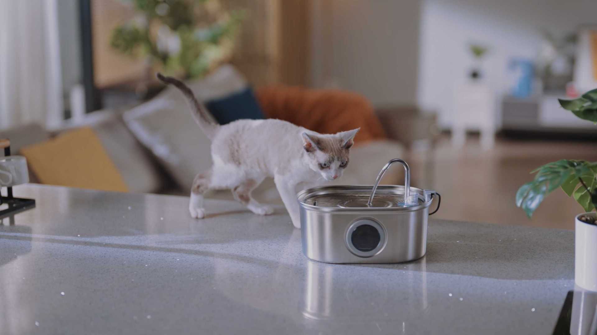 宠物不锈钢饮水机亚马逊电商主图视频