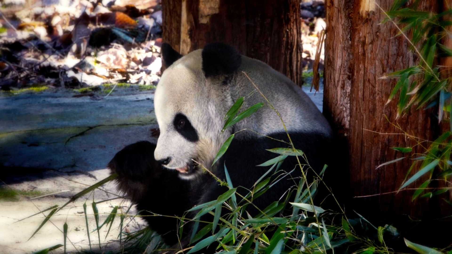 腾讯未来教室｜大熊猫双城保护纪录片