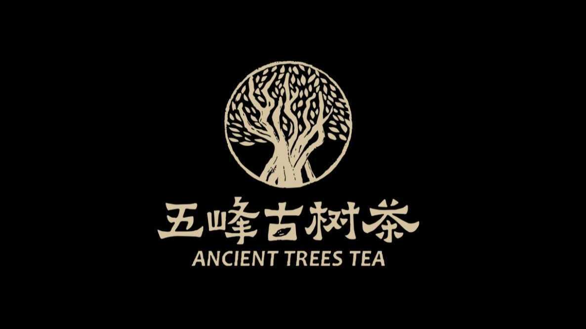 五峰古树茶宣传片