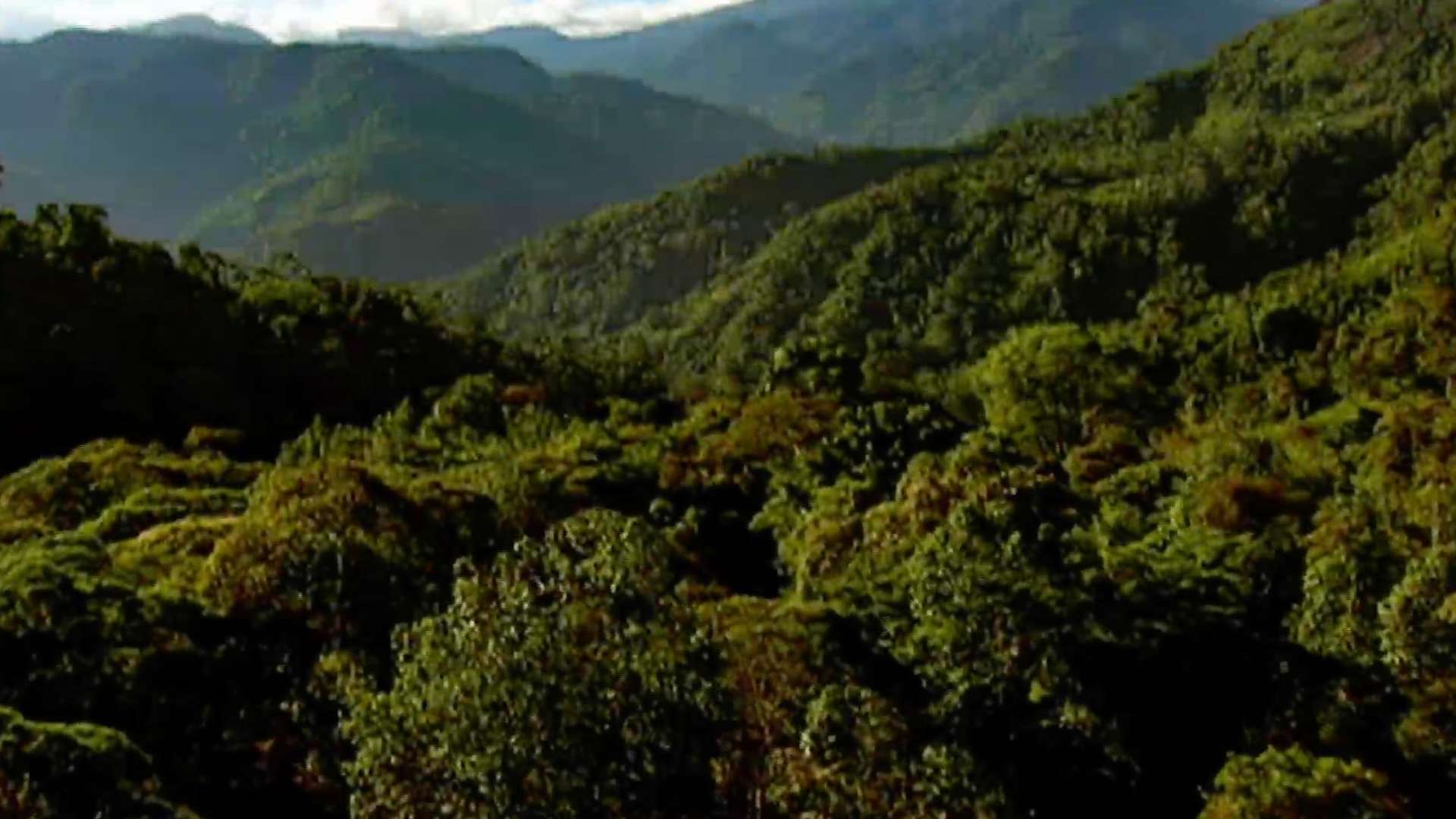 走进苏门答腊—— WFF中国森林团队发现之旅