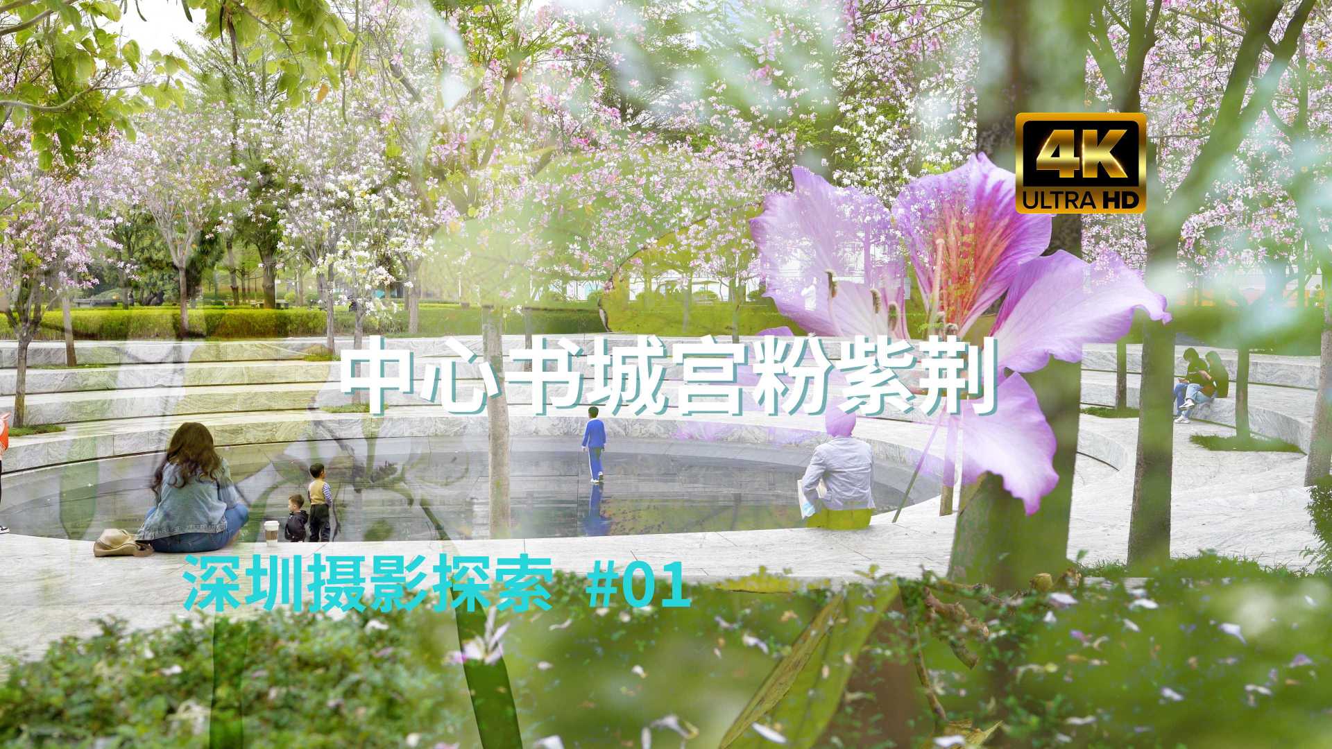 【深圳摄影探索】第1期 230315：中心书城的宫粉紫荆开了