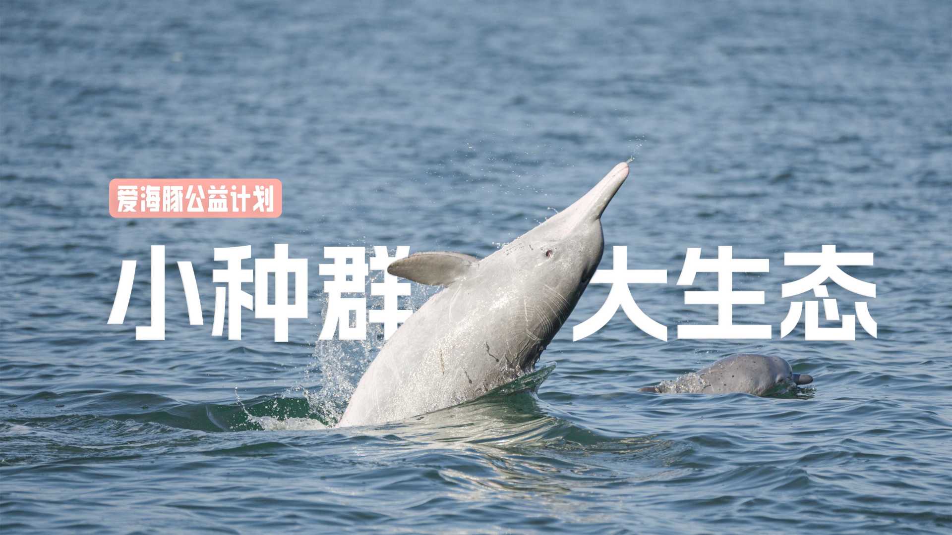 什么是小种群中华白海豚