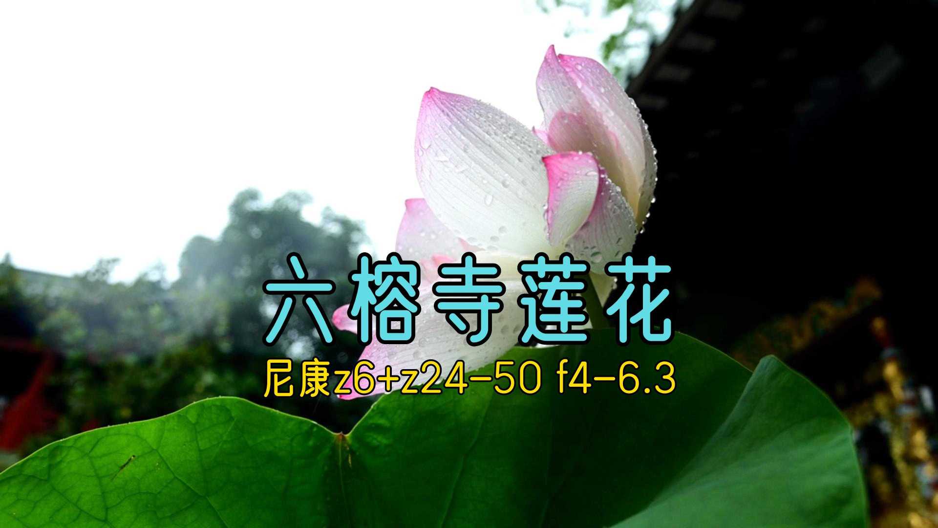 【尼康z6+z24-50】广州六榕寺莲花
