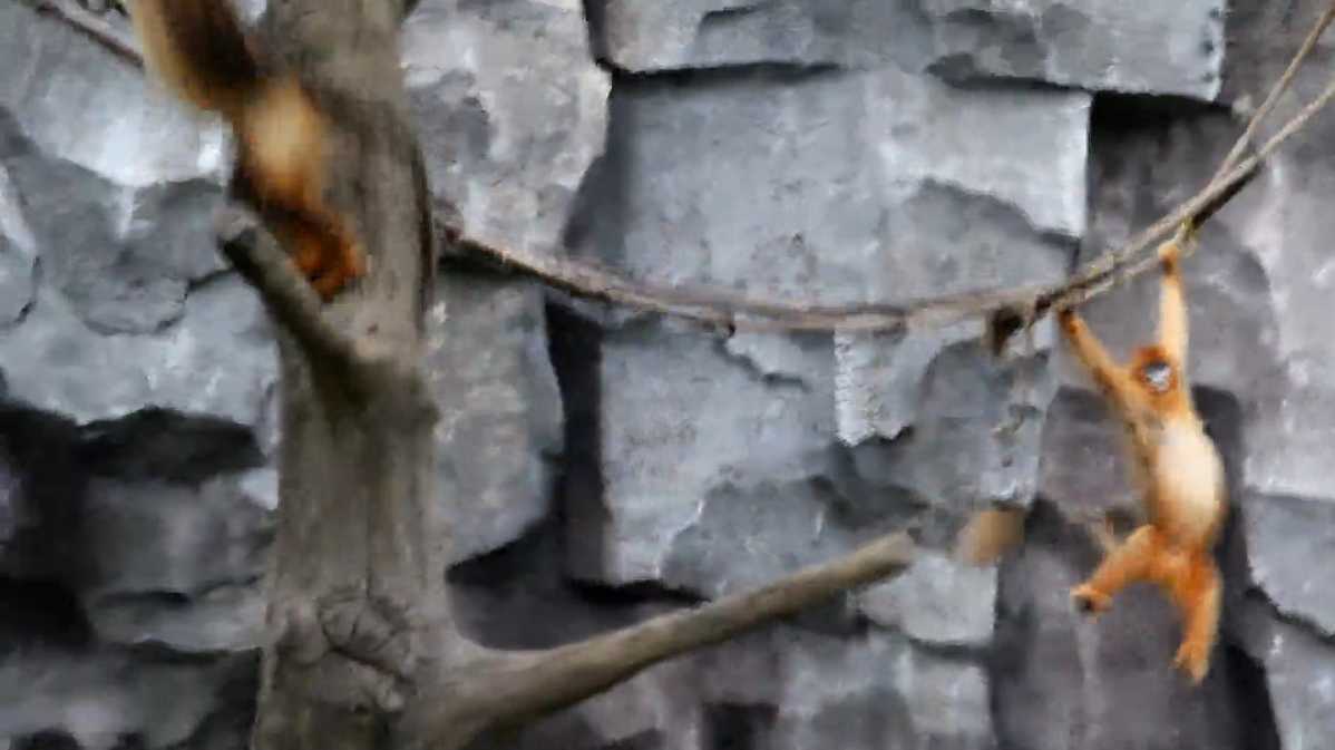 金丝猴在上海野生动物园(手持拍摄, 长镜头, 无稳定器)