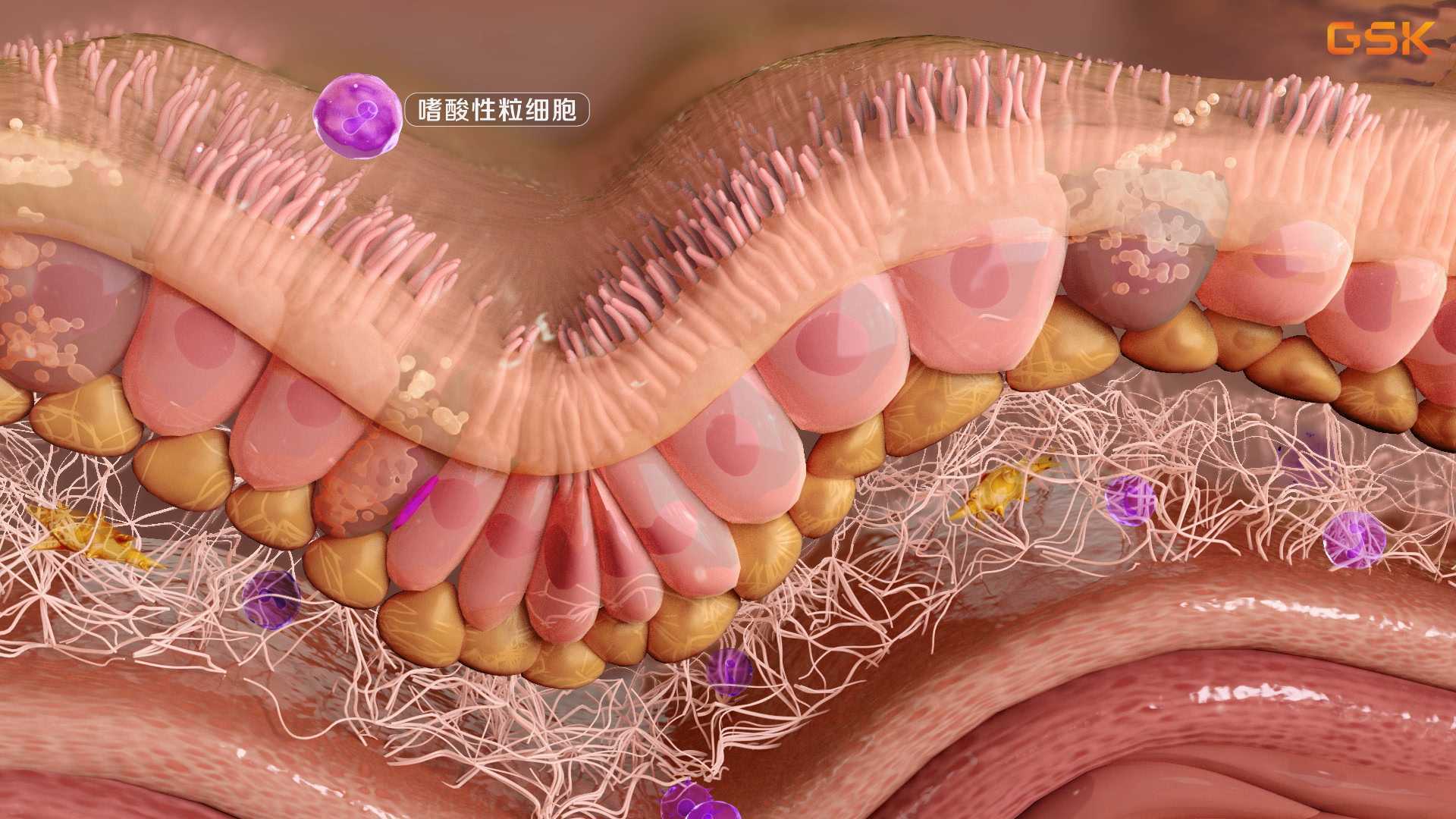 【3D医学动画】葛兰素史克——GSK舒利迭炎症因子机制（哮喘）动画演绎