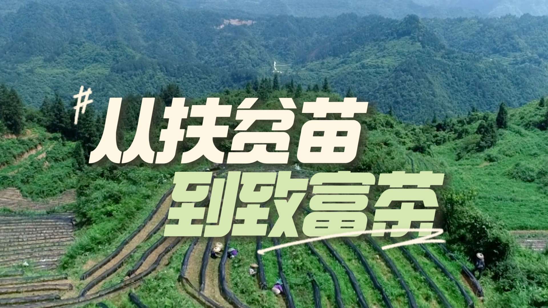 一片叶子，绿了青山，红了日子。——三省五县乡村振兴致富茶
