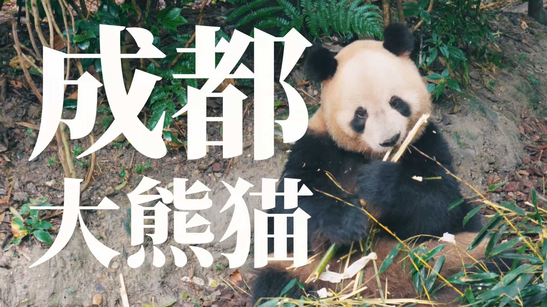成都大熊猫，吃完竹子立马睡觉