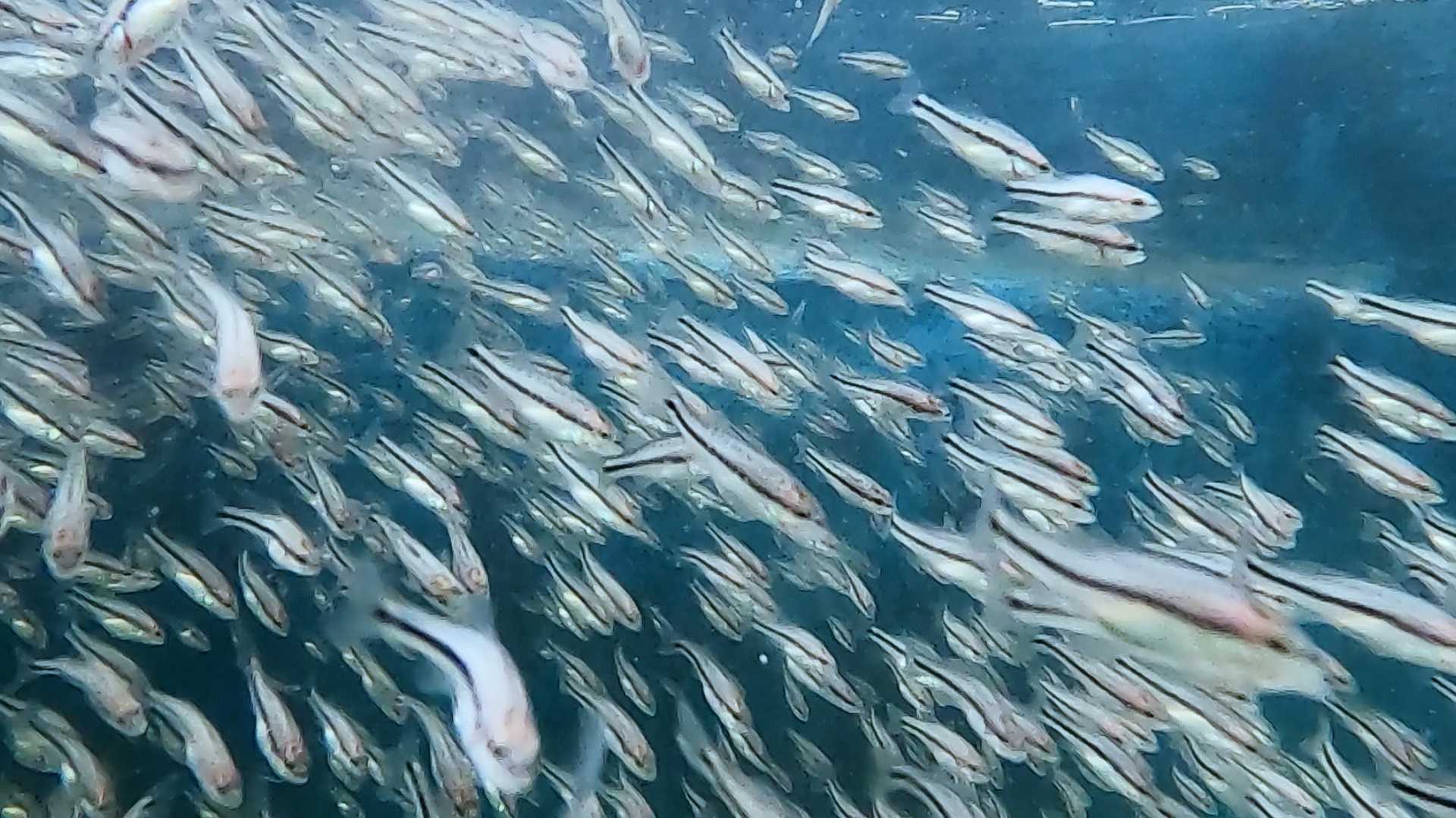加州鲈鱼的自白—久久为功 方能善作善成