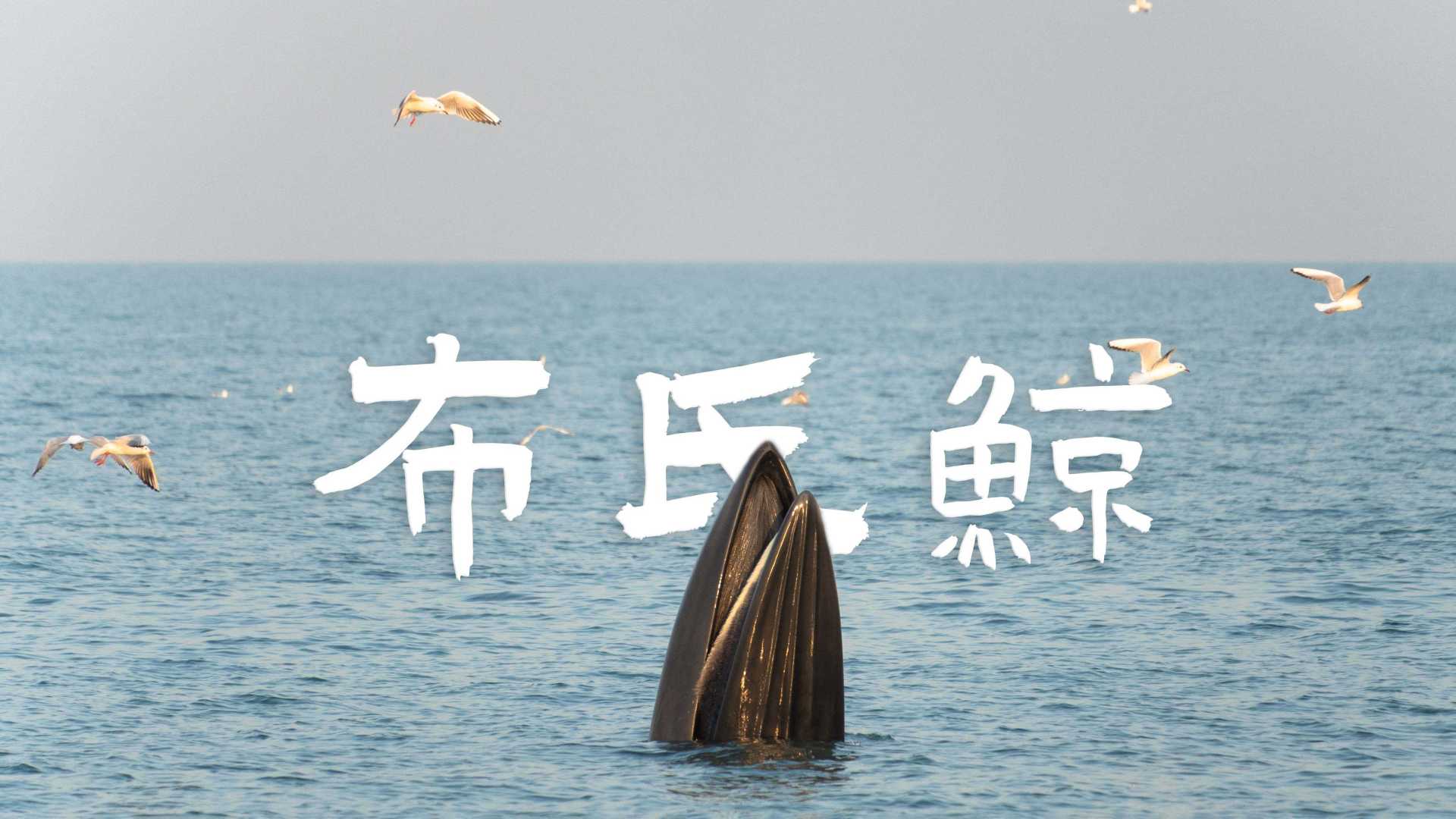 涠洲岛布氏鲸