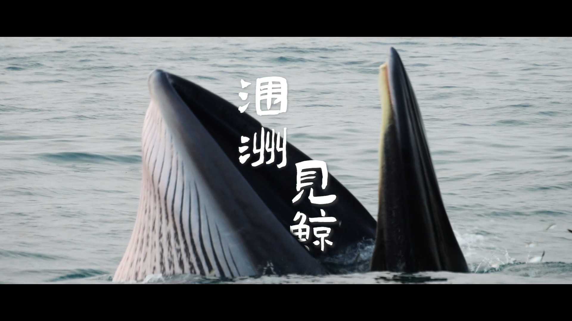 涠 l 洲 l 见 l 鲸