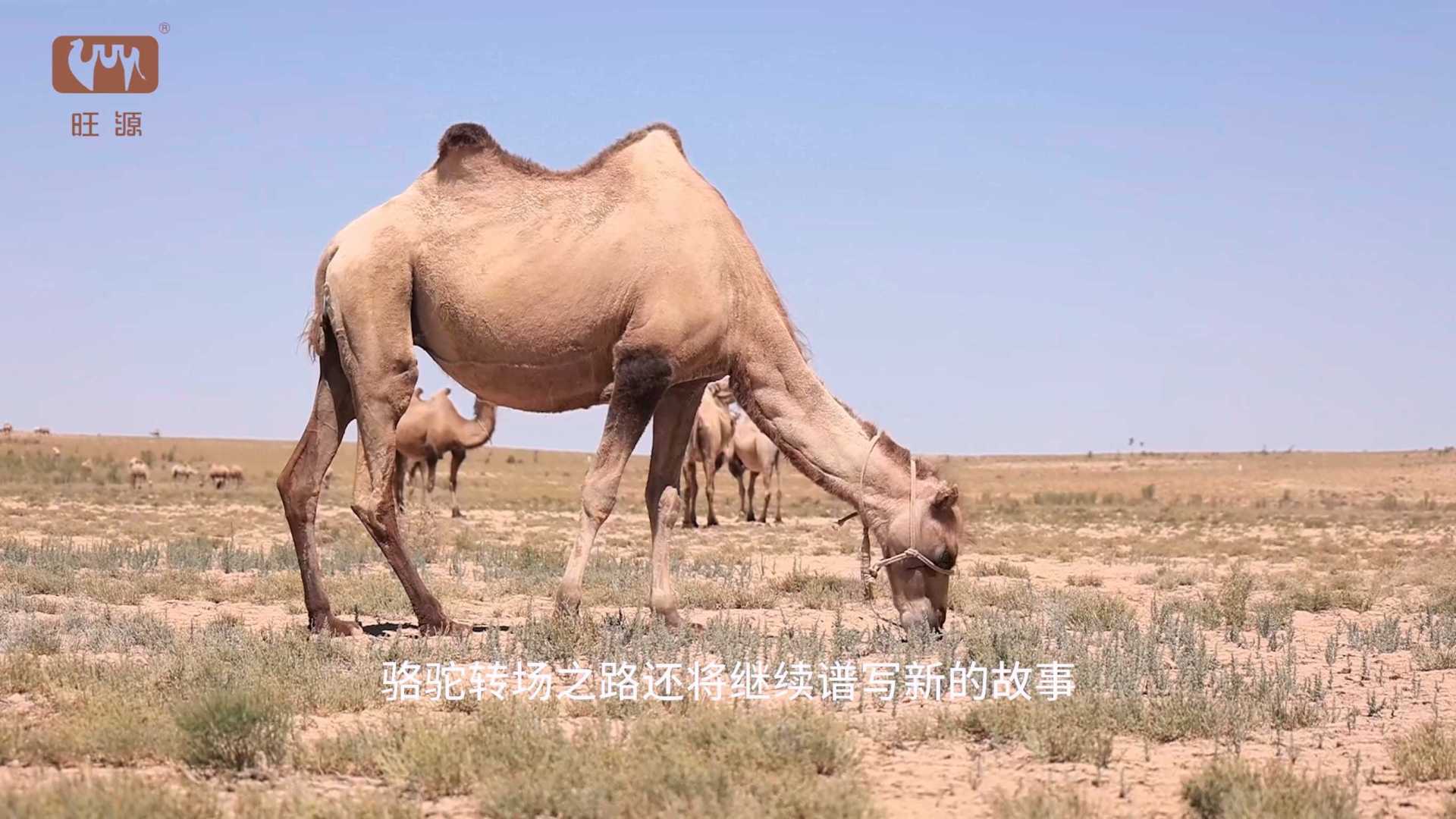 骆驼牧民--迁徙之路