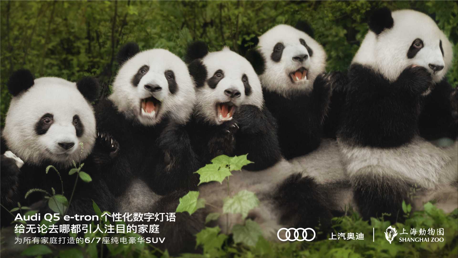 上汽奥迪 x 上海动物园 动物家庭关爱主题营销视频