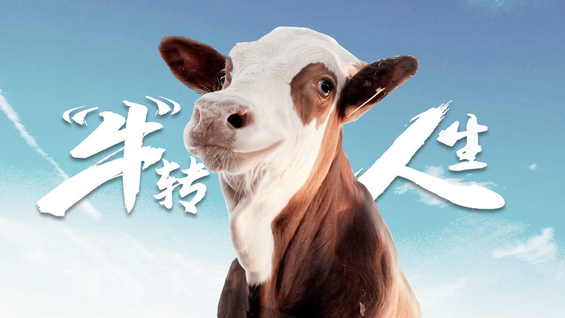 华为&五征集团智慧畜牧创意片《“牛”转人生》