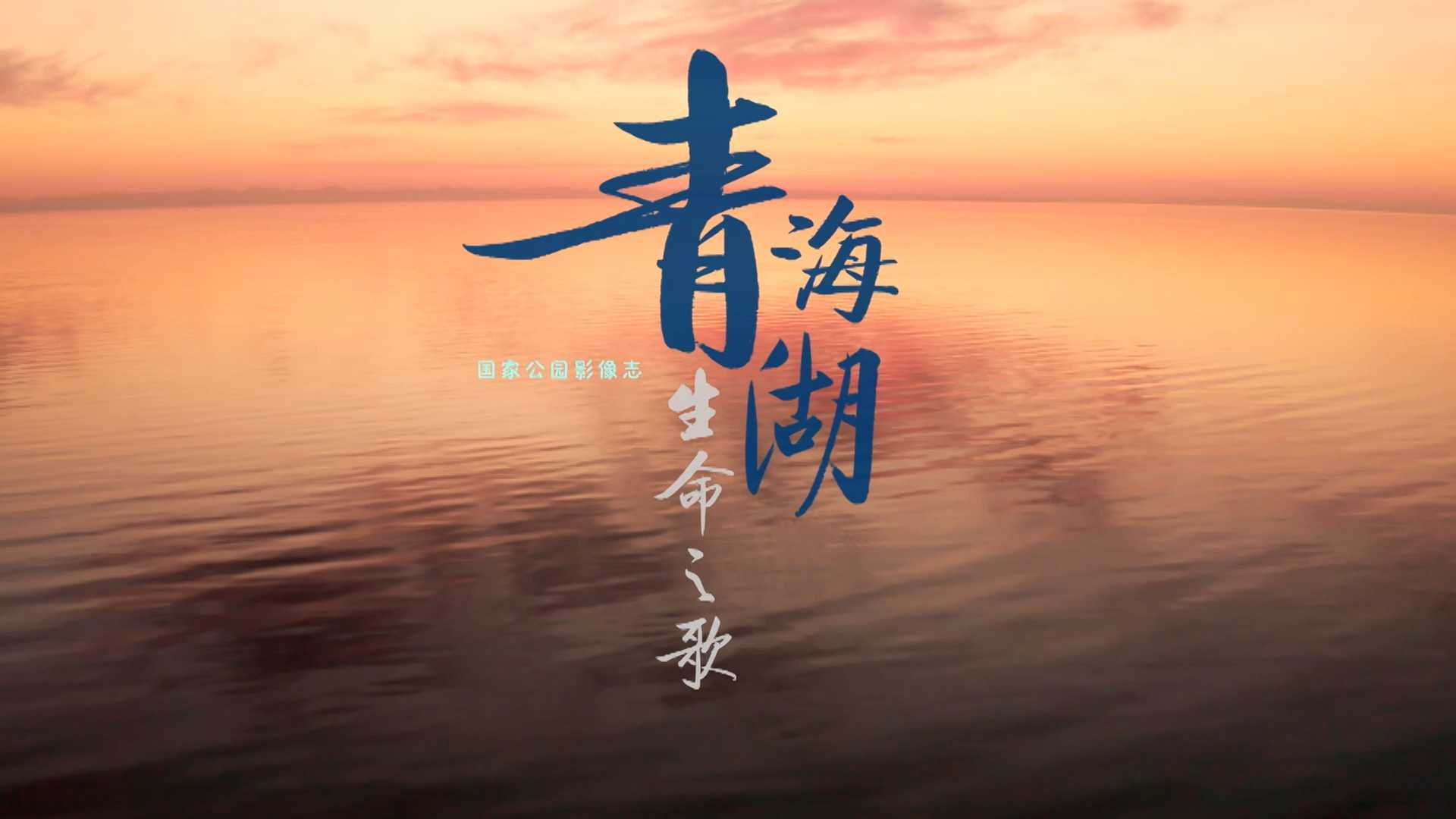 青海湖生命之歌宣传片