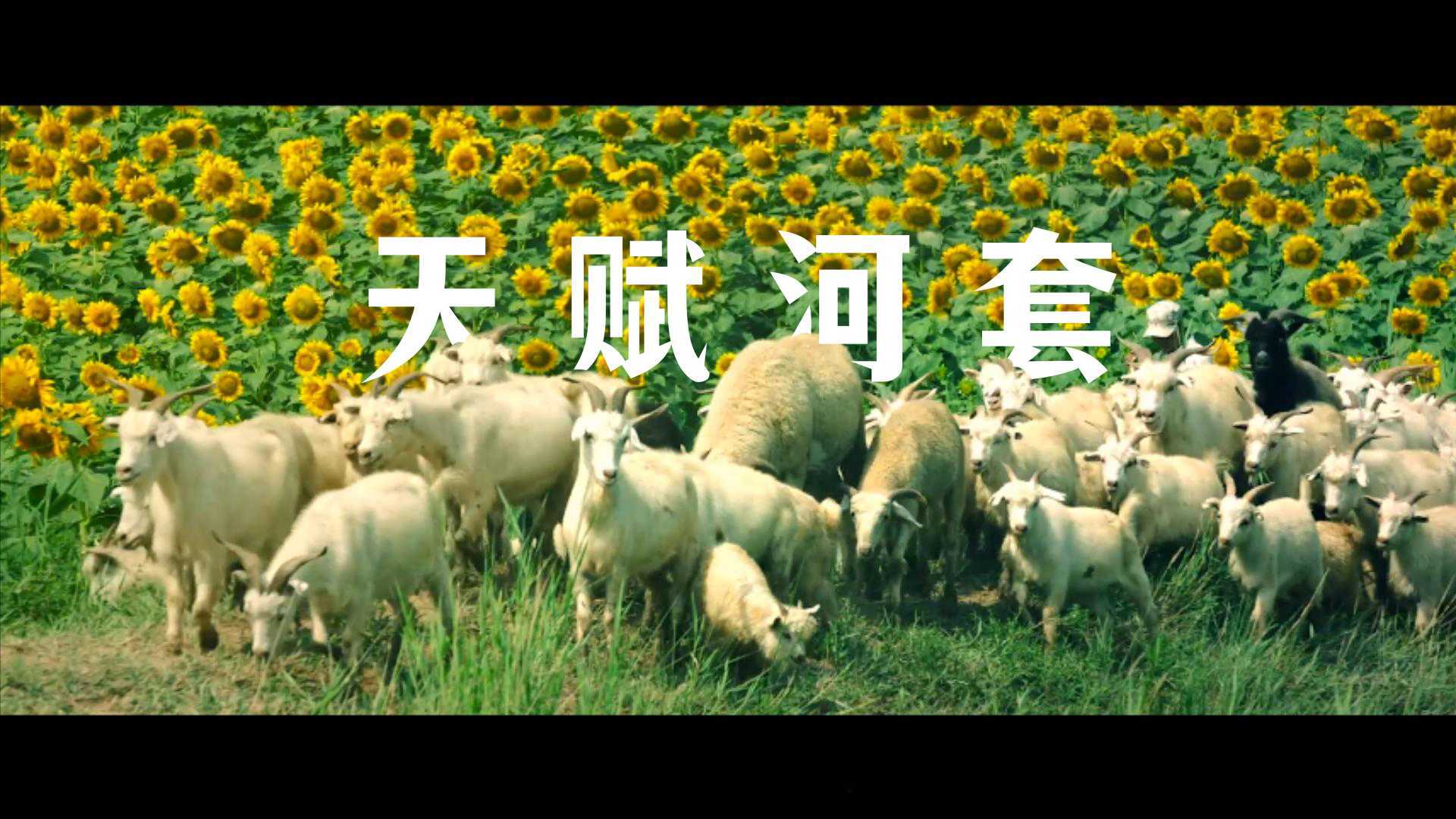 内蒙古巴彦淖尔农产品区域公用品牌《天赋河套》形象片
