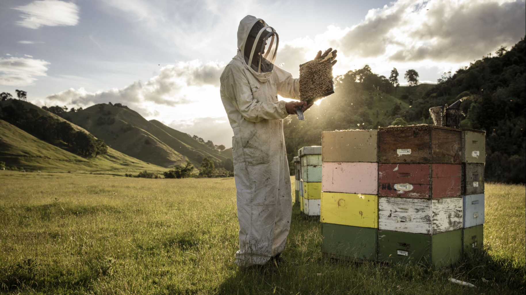 新西兰蜂蜜品牌康维他植树造林守护生态--中秋创意