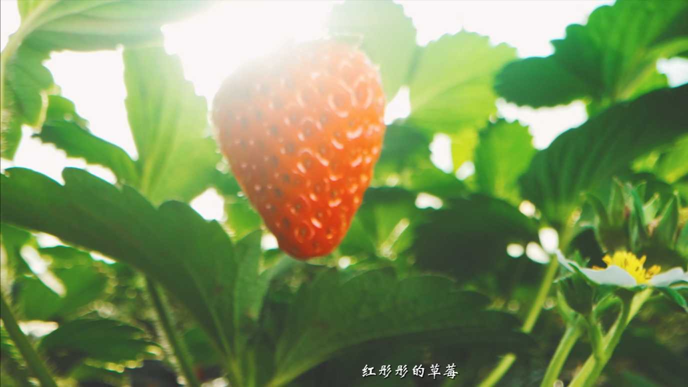 中国农业农产品宣传片