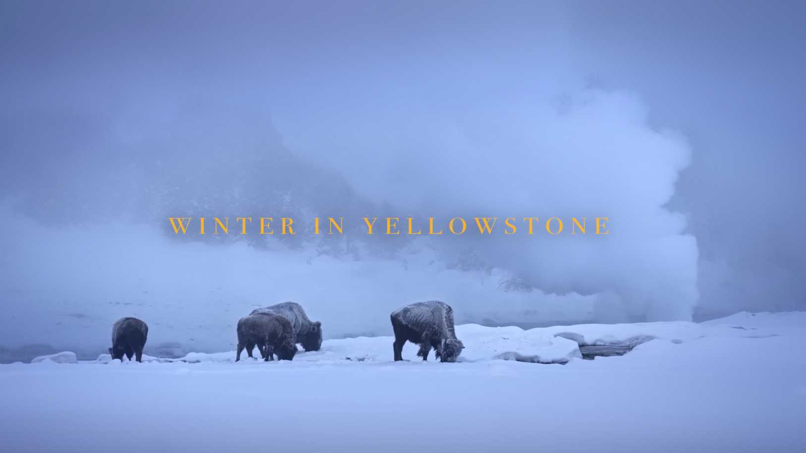 零下四十度拍摄！黄石国家公园冬季野生动物旅拍