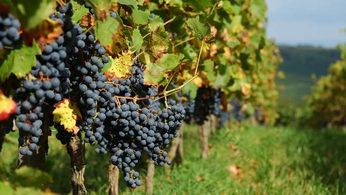 摩尔多瓦10%的GDP来自葡萄酒